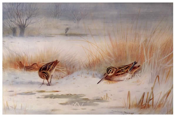 Archibald Thorburn Snipe